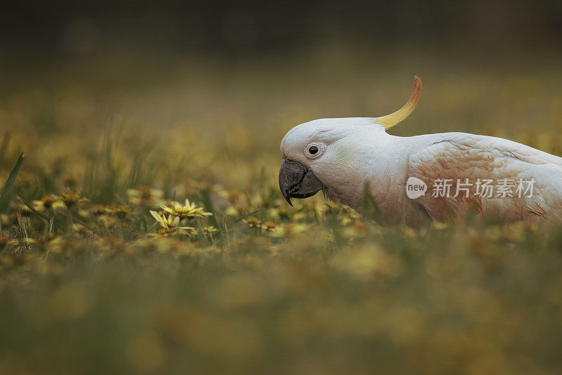 凤头鹦鹉(Cacatua galerita)